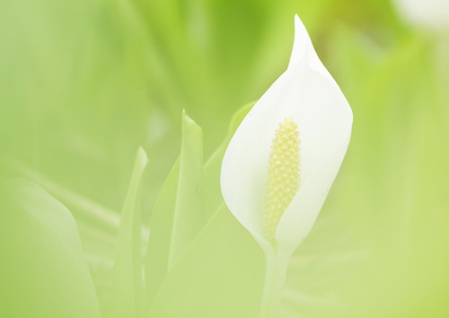 Красивая природа для рабочего стола