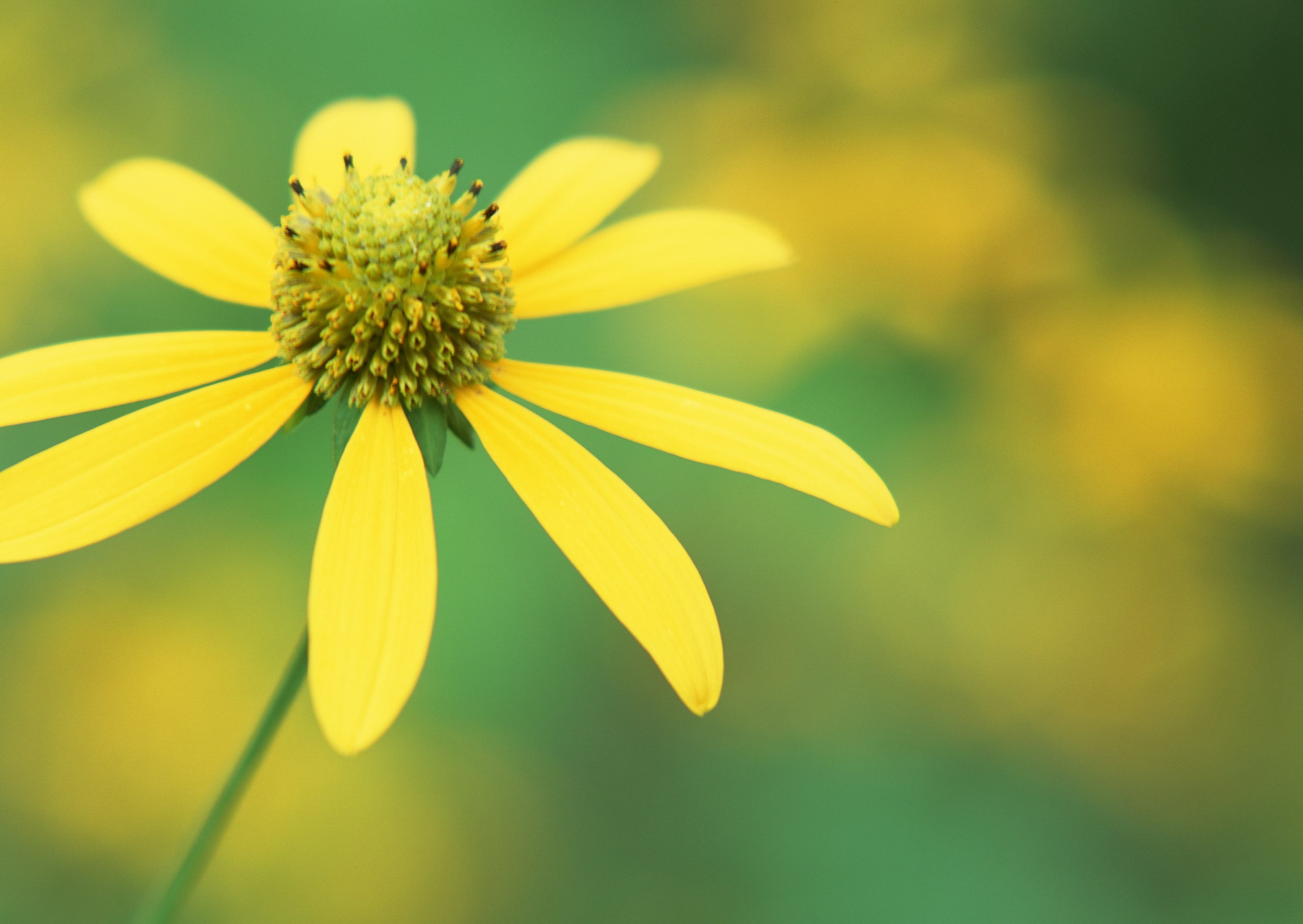 Красивая природа для рабочего стола