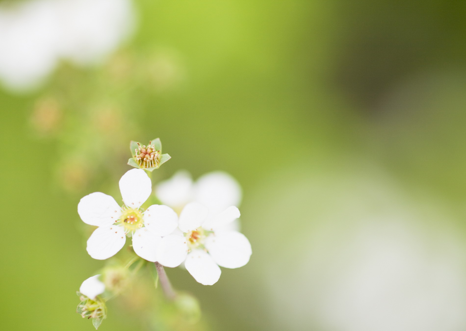 Красивая природа для рабочего стола