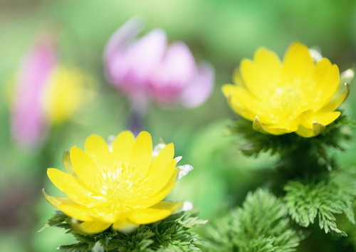 Красивая природа для рабочего стола