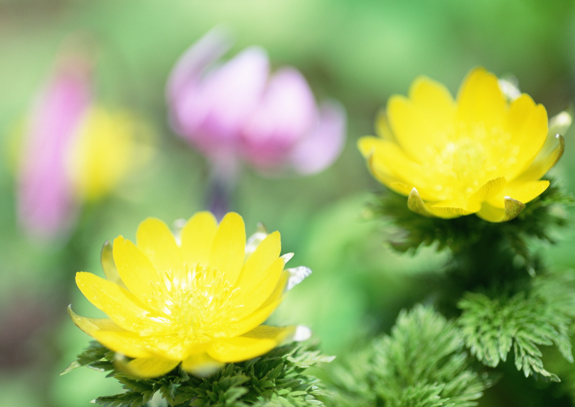 Красивая природа для рабочего стола