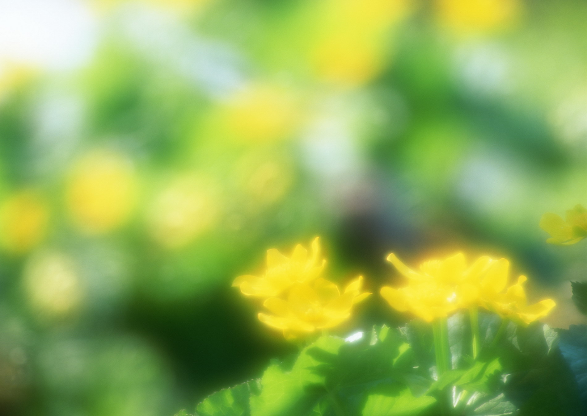 Красивая природа для рабочего стола