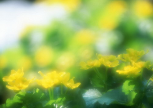 Красивая природа для рабочего стола