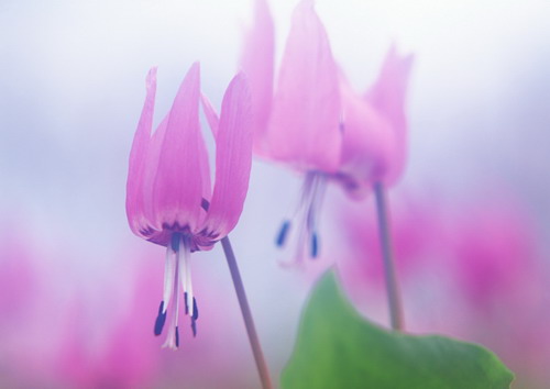 Красивая природа для рабочего стола