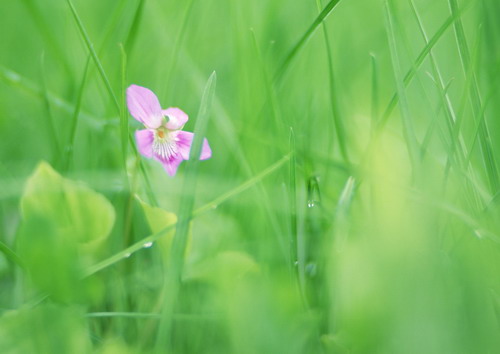 Красивая природа для рабочего стола