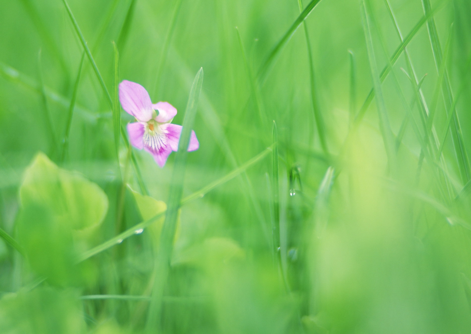 Красивая природа для рабочего стола