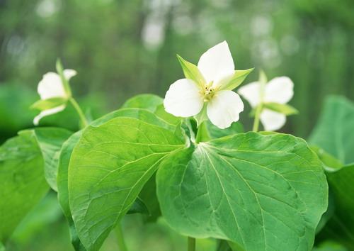 Красивая природа для рабочего стола