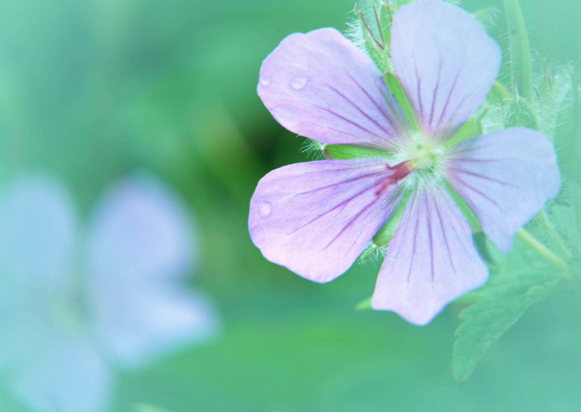 Красивая природа для рабочего стола