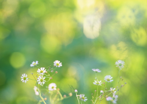 Красивая природа для рабочего стола