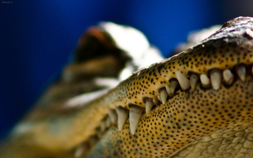 Очень красивые обои