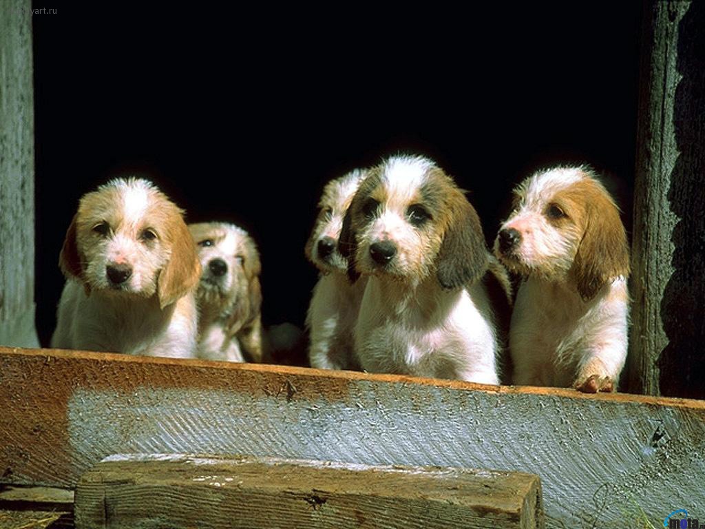 Очень красивые обои