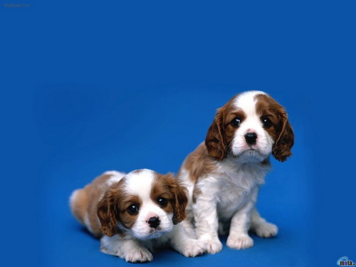 Очень красивые обои