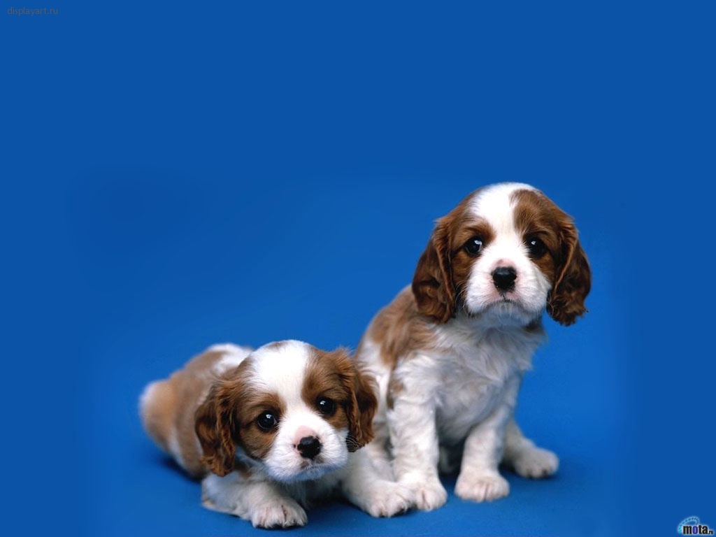 Очень красивые обои