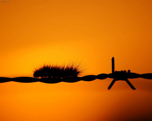 Очень красивые обои