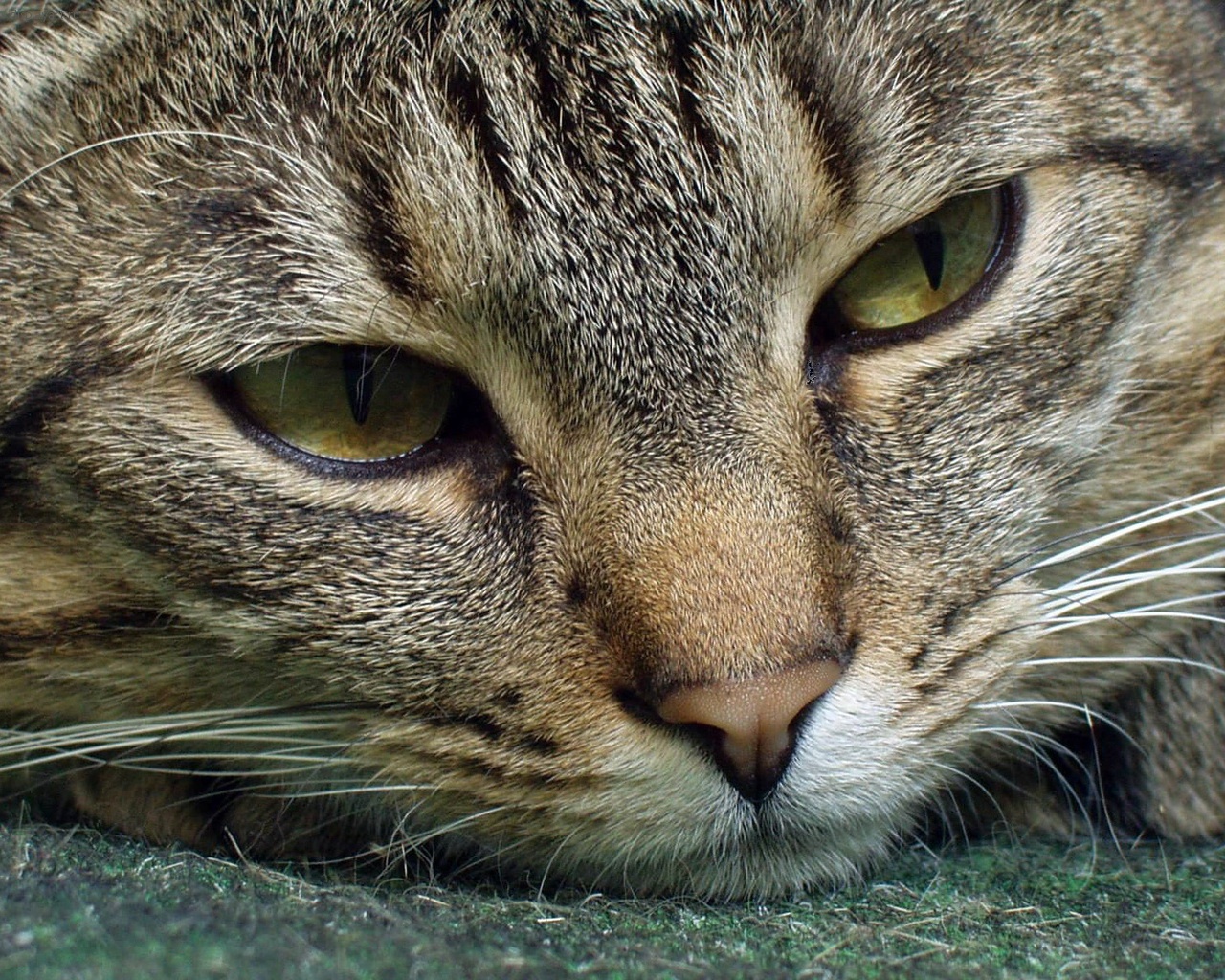 Очень красивые обои