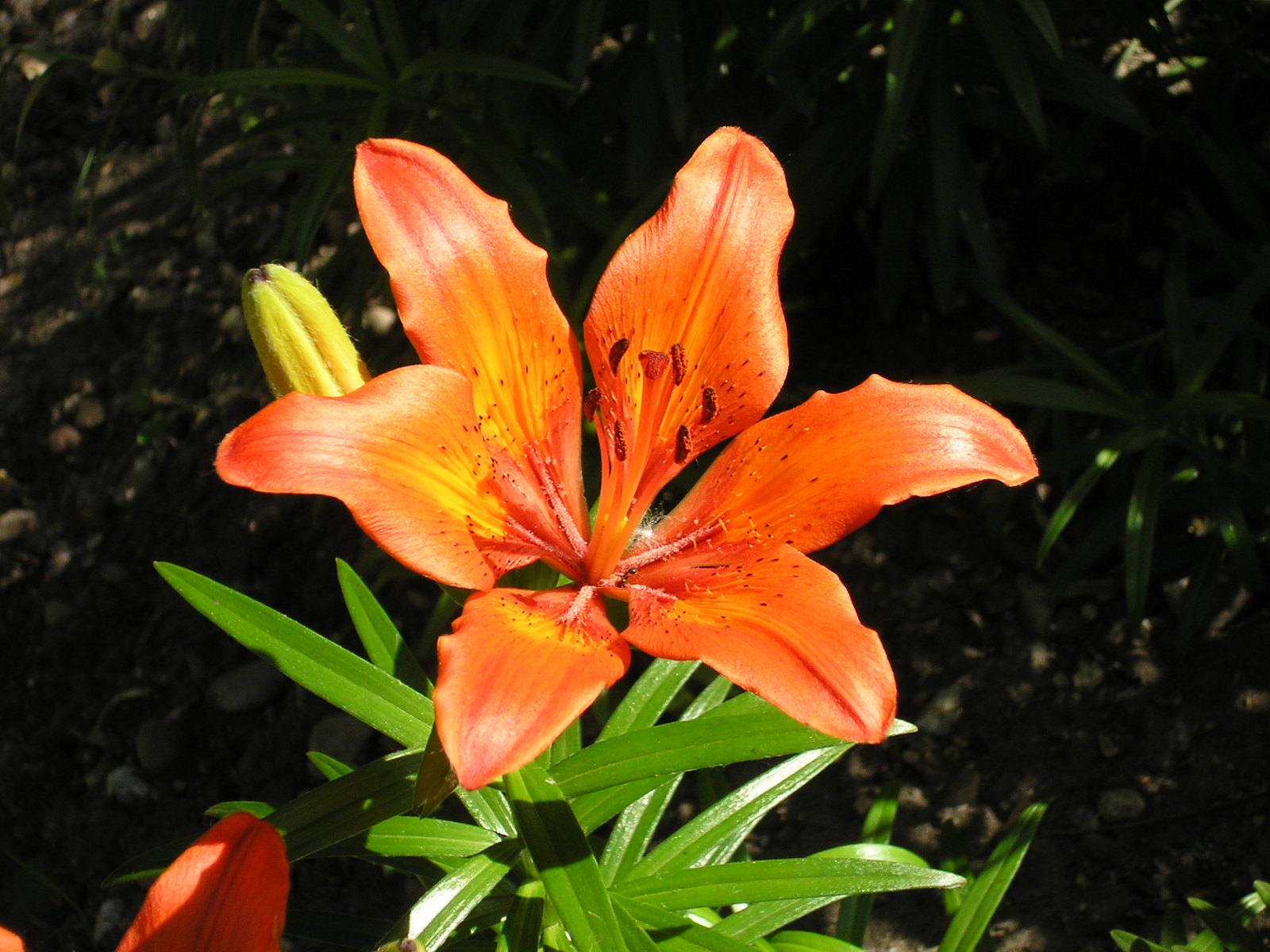 Цветы и не только