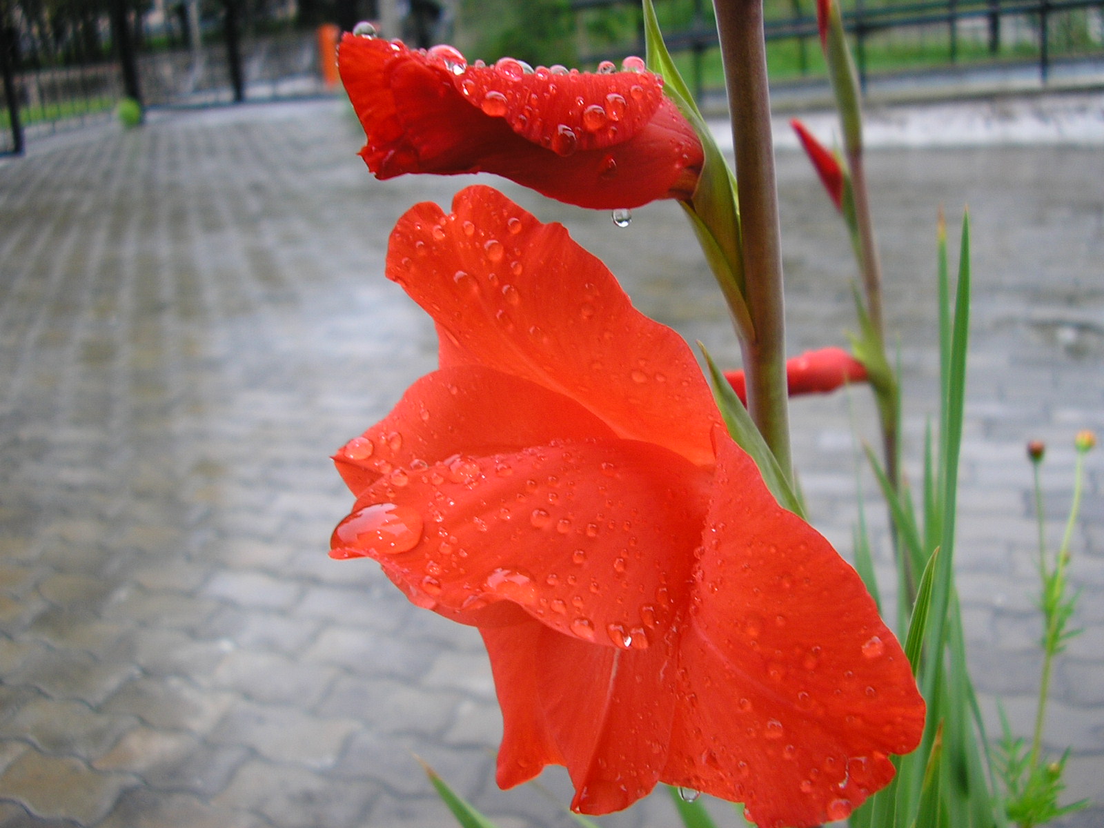 Цветы и не только