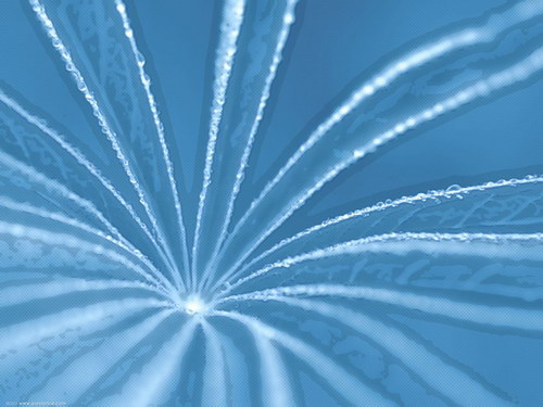 Цветы и не только