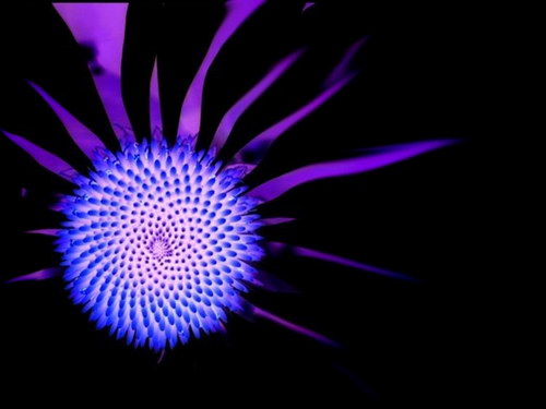 Цветы и не только