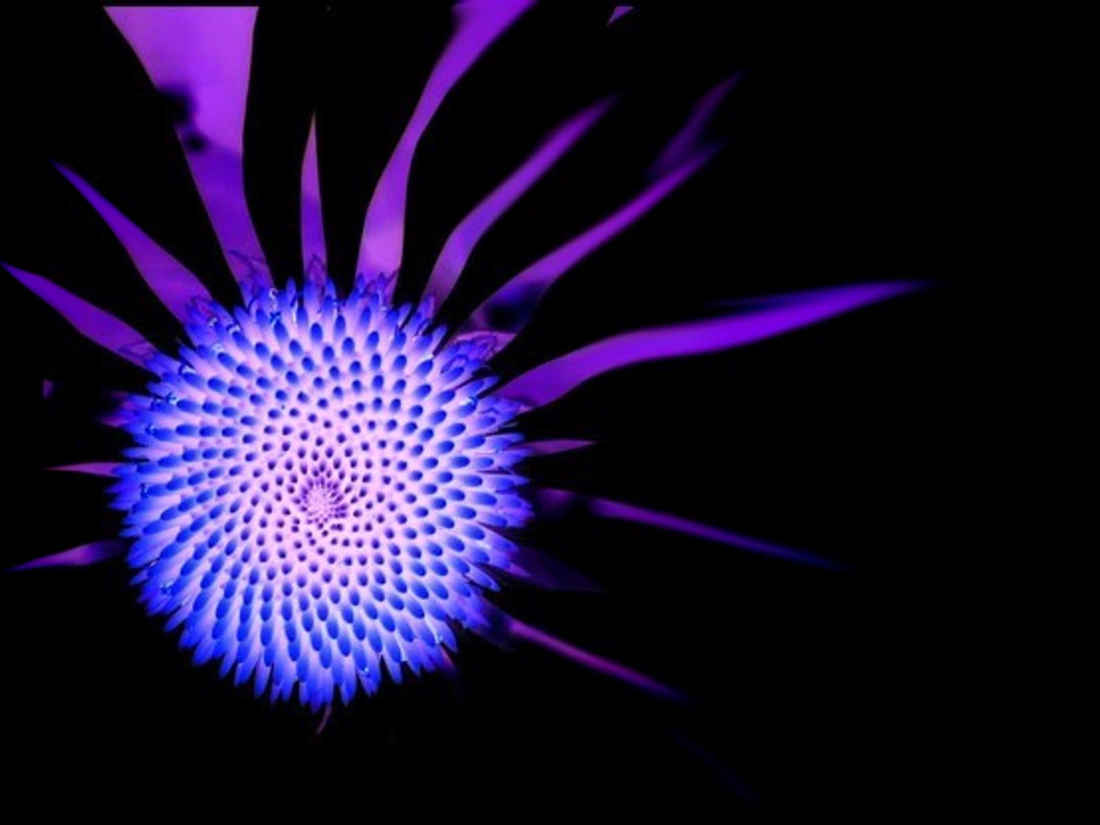 Цветы и не только