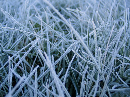 Цветы и не только