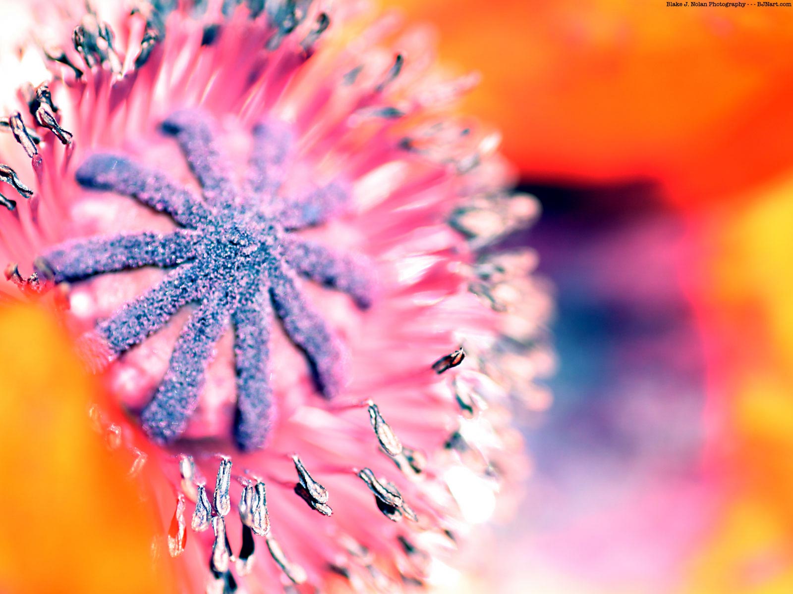 Цветы и не только