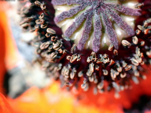 Цветы и не только