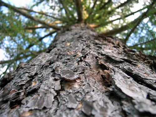 Цветы и не только