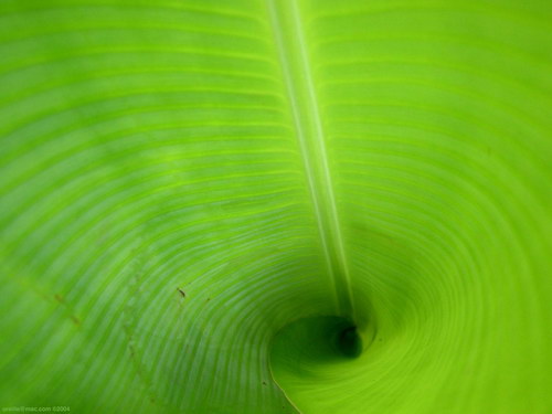 Цветы и не только