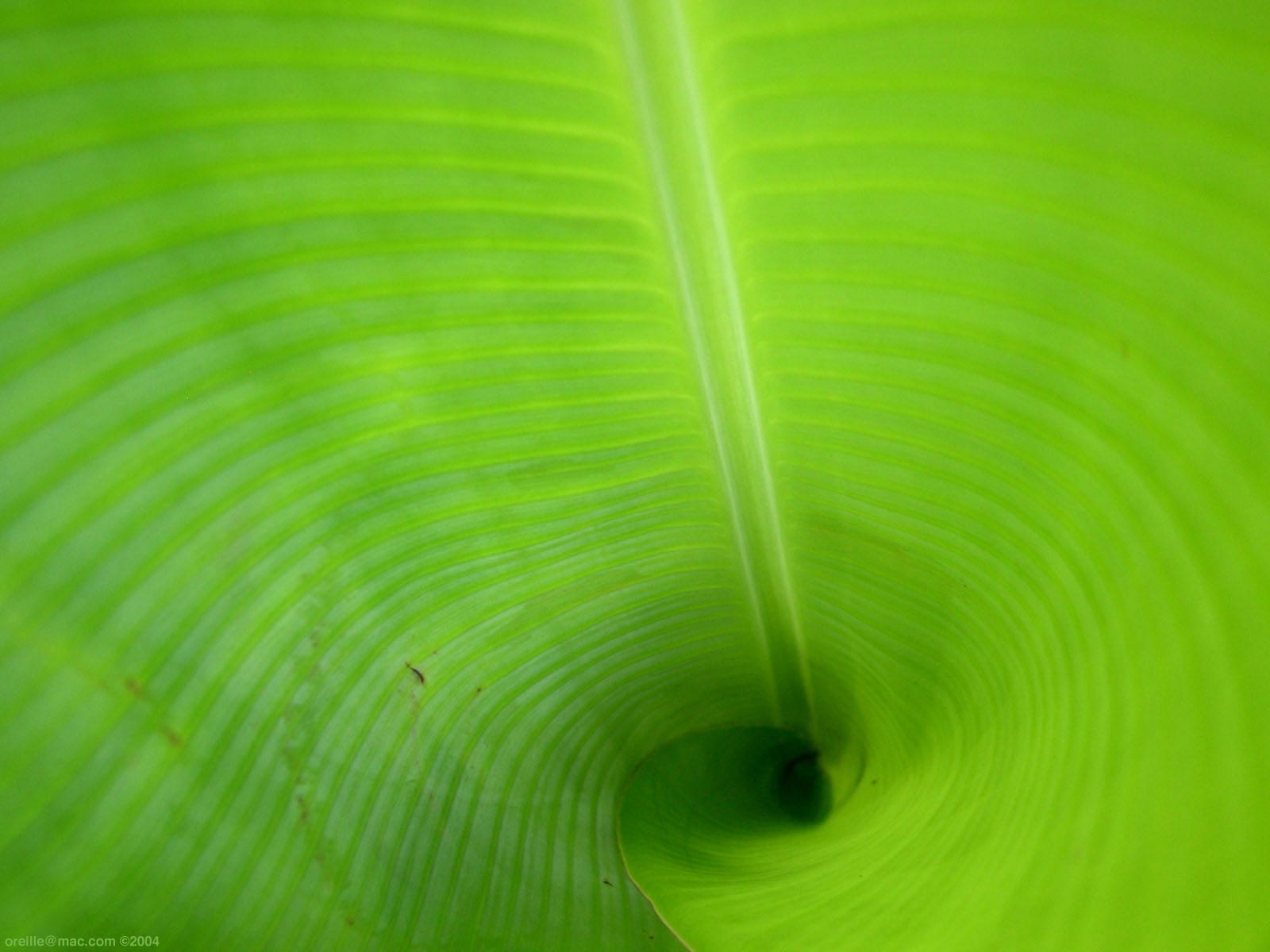 Цветы и не только