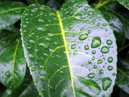 Цветы и не только