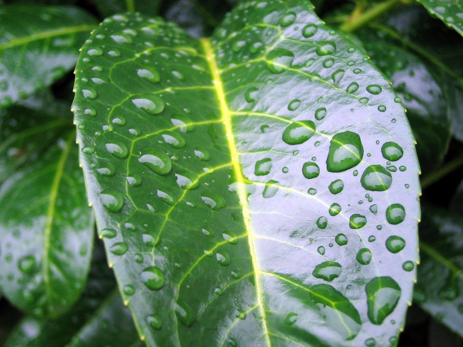 Цветы и не только