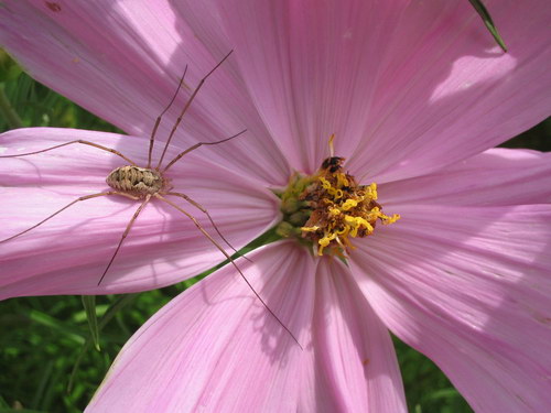 Цветы и не только