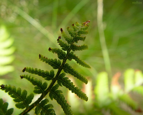 Цветы и не только