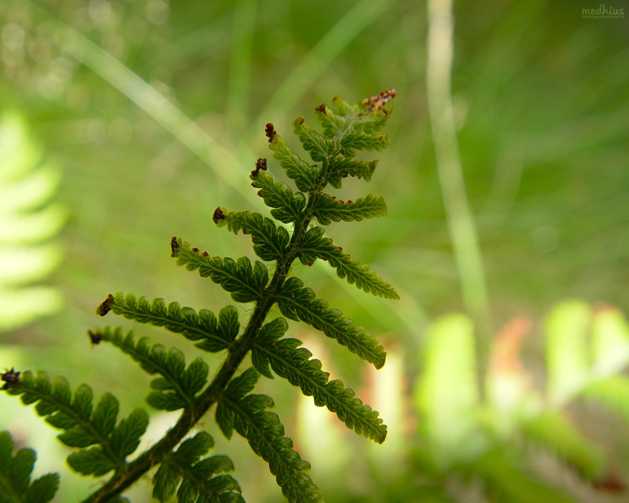 Цветы и не только