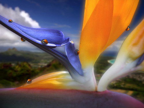 Цветы и не только