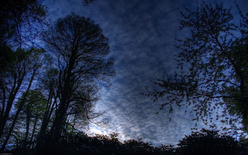 Шикарные обои