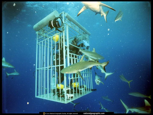 Подводные обои