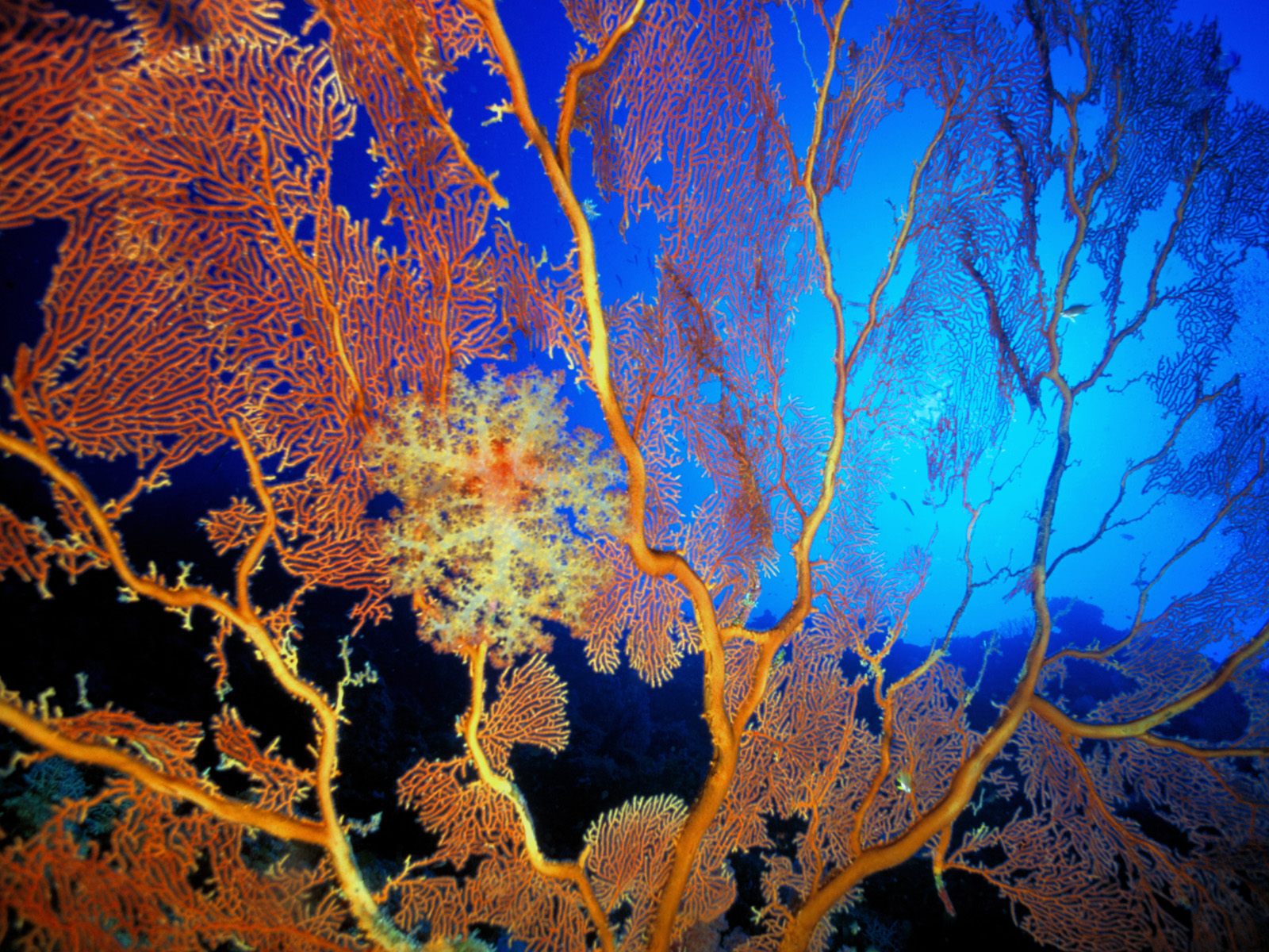 Подводные обои