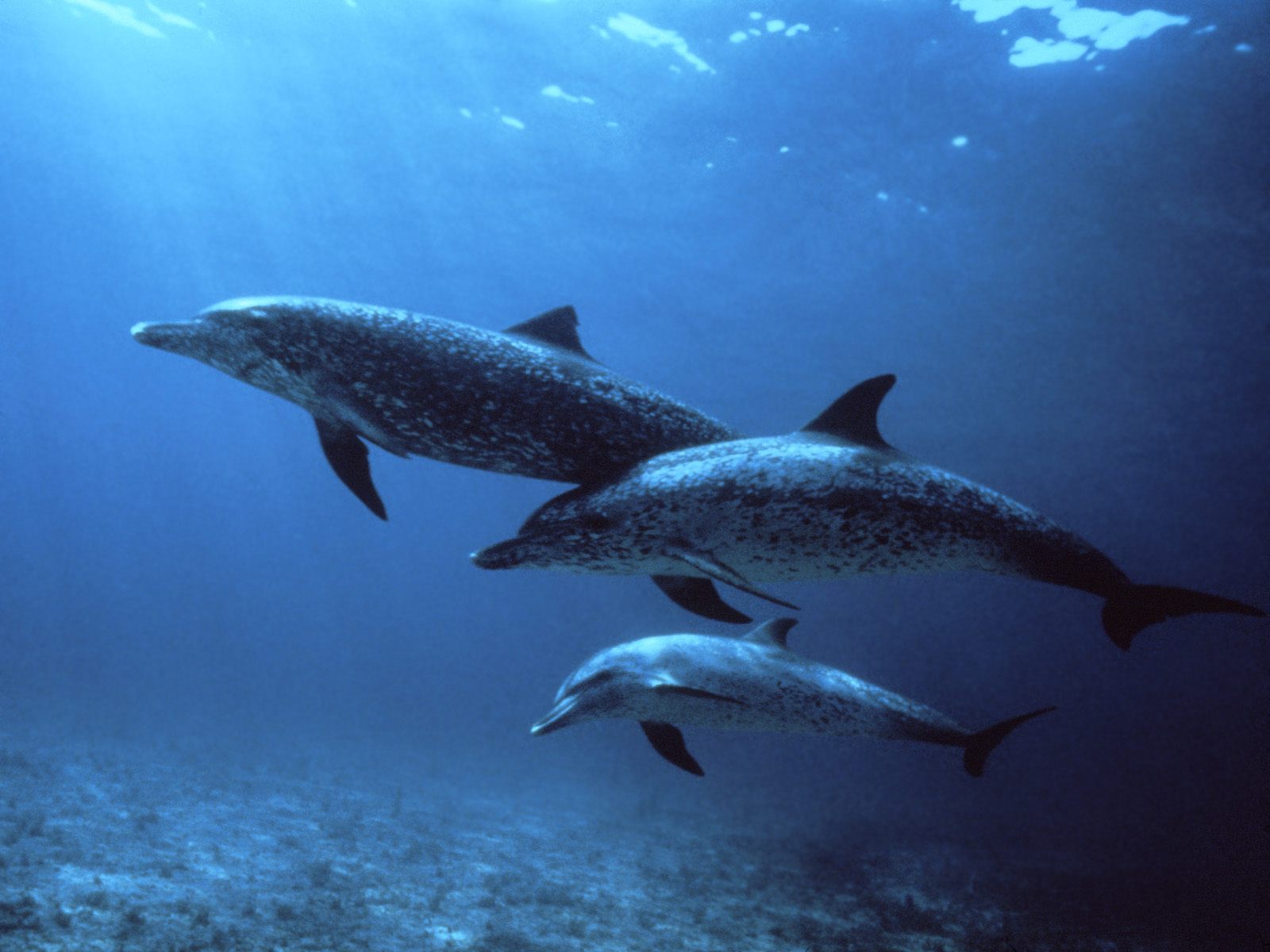 Подводные обои