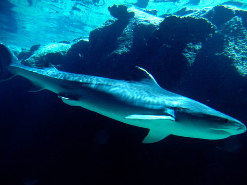 Подводные обои