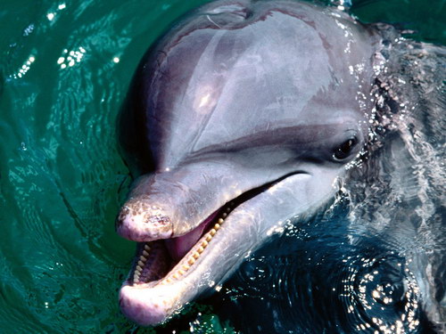 Подводные обои