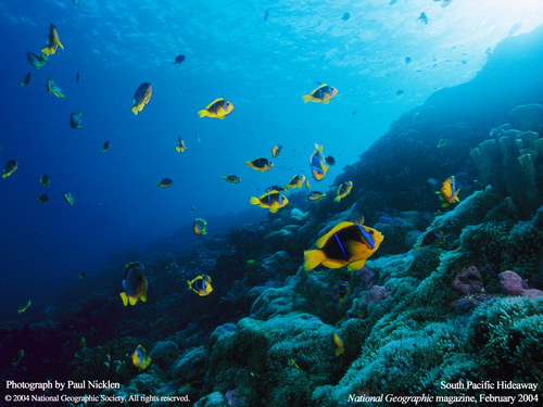 Подводные обои