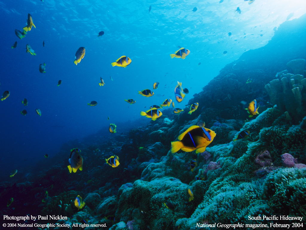 Подводные обои