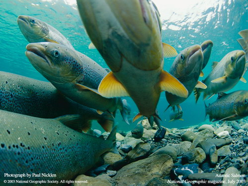 Подводные обои