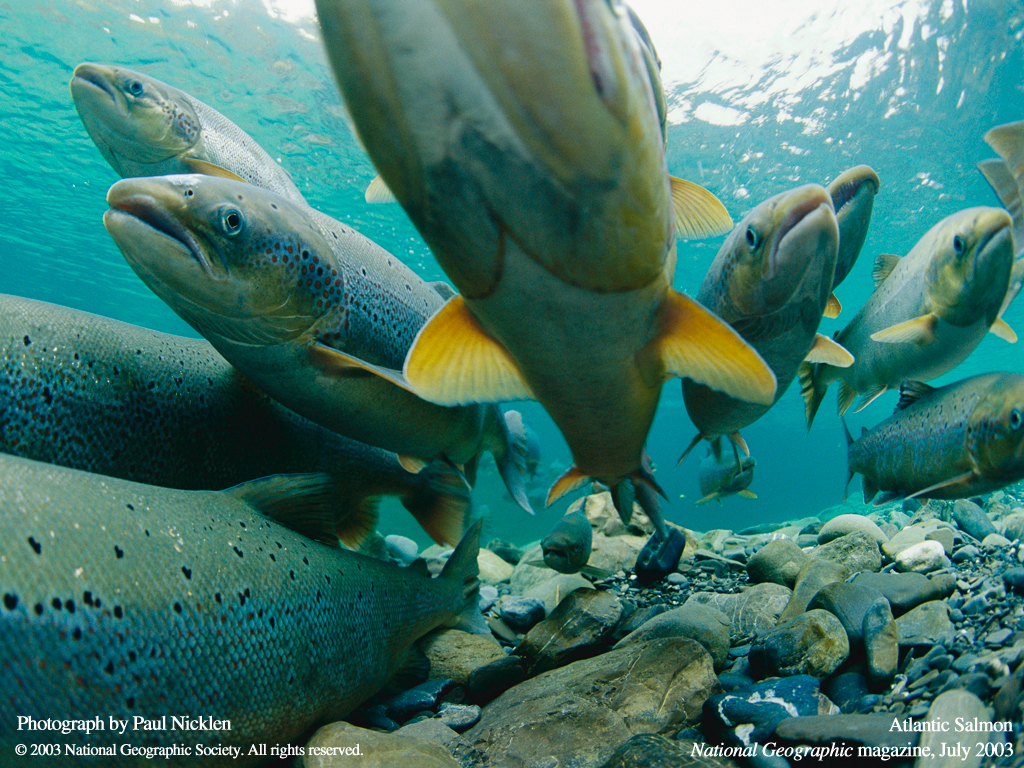 Подводные обои