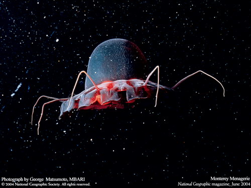 Подводные обои