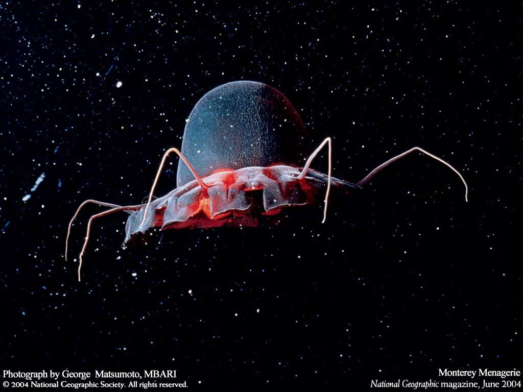 Подводные обои