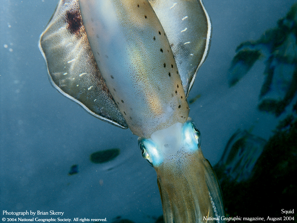 Подводные обои