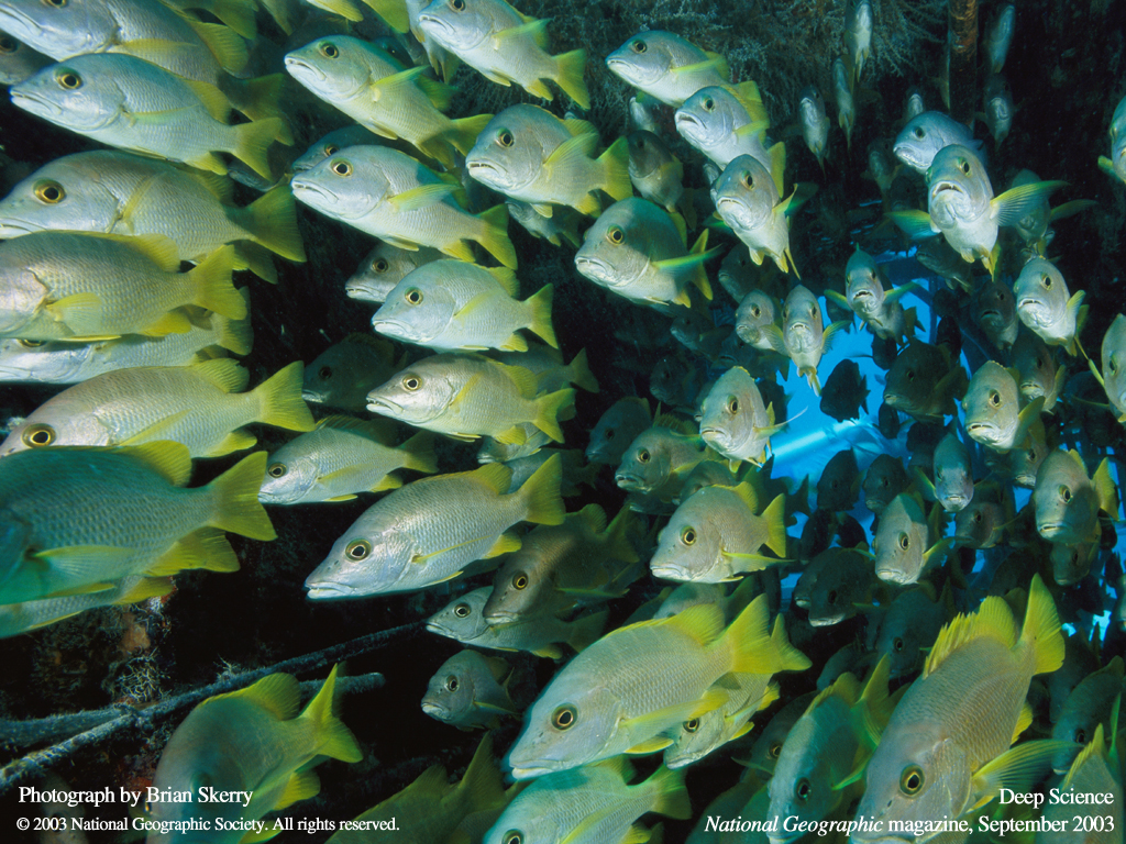 Подводные обои